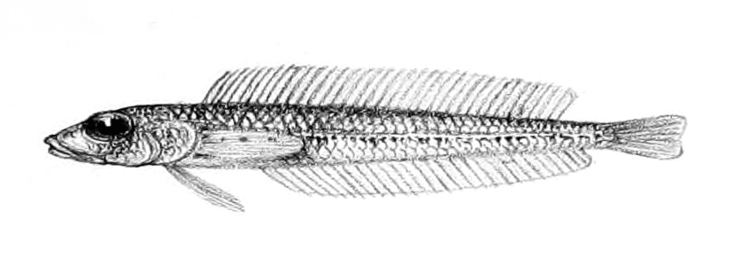 Hemerocoetes pauciradiatus