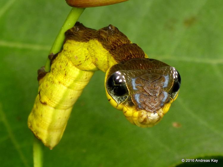 Hemeroplanes triptolemus Snakemimic caterpillar Hemeroplanes triptolemus Sphingi Flickr