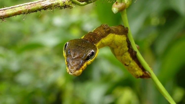 Hemeroplanes triptolemus Snakemimic caterpillar Hemeroplanes triptolemus Sphingidae YouTube