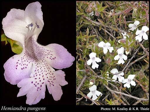 Hemiandra pungens Hemiandra pungens RBr FloraBase Flora of Western Australia