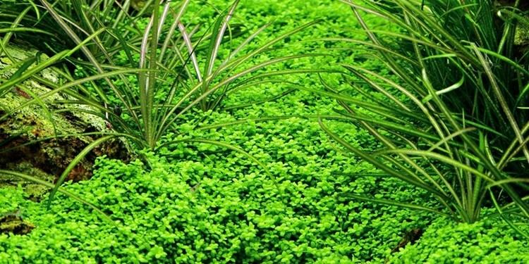 Hemianthus callitrichoides Hemianthus callitrichoides 39Cuba39 Tropica Aquarium Plants