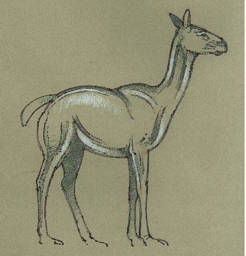 Hemiauchenia Extinct LargeHeaded Llama Fact Sheet 2009