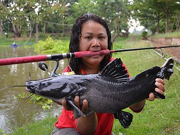 Hemibagrus wyckii catfishes up 10 kg gtgt Hemibagrus wyckii