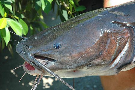 Hemibagrus wyckioides Hemibagrus wyckioides Asian Red Tailed Catfish Macrones