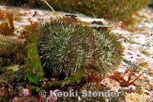 Hemicentrotus Sea Urchin Bafuununi Hemicentrotus pulcherrimus