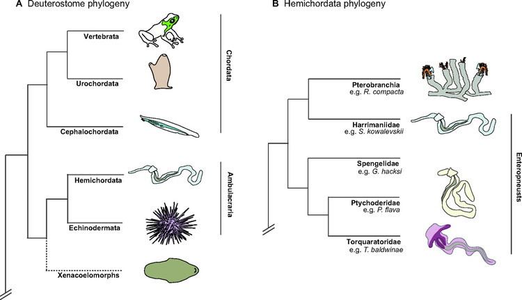 Hemichordate Evolutionary crossroads in developmental biology hemichordates