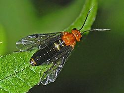 Hemichroa australis httpsuploadwikimediaorgwikipediacommonsthu