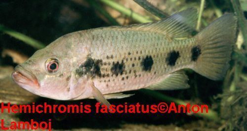Hemichromis fasciatus Aquarium system ltd