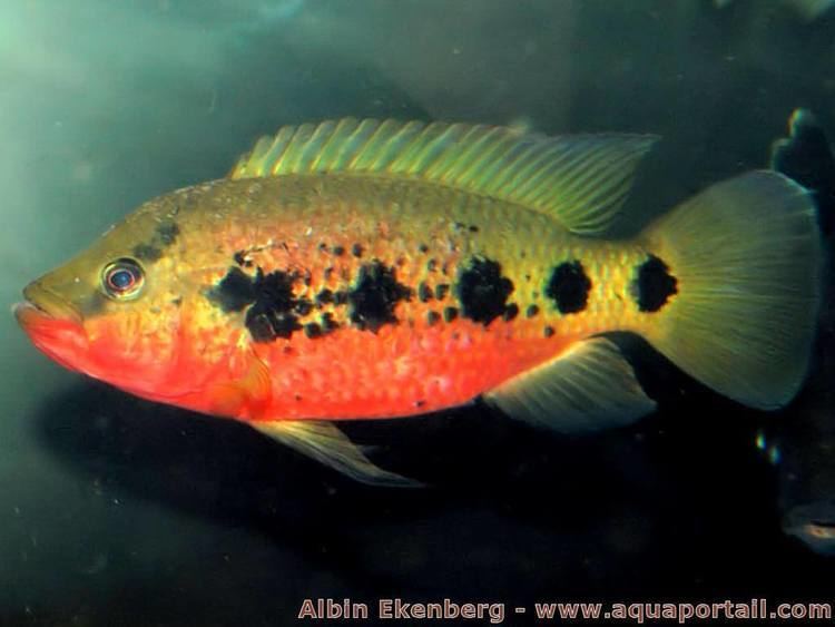 Hemichromis fasciatus Hemichromis fasciatus Hmichromis ray Perche Africaine levage