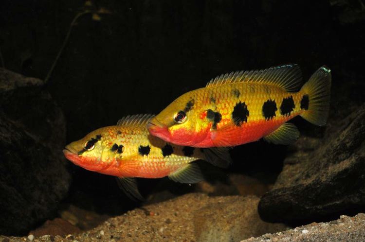 Hemichromis frempongi Hemichromis frempongi NVC web