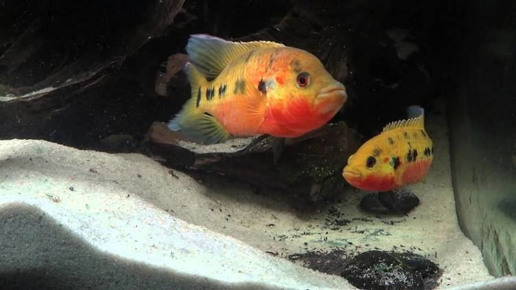 Hemichromis frempongi Hemichromis frempongi guarding fry YouTube