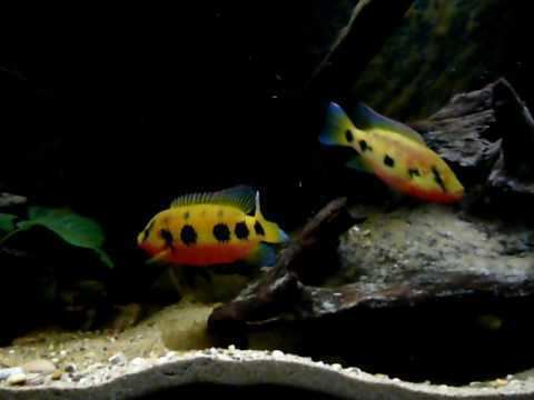 Hemichromis frempongi httpsiytimgcomviHb5JQ6feBF0hqdefaultjpg