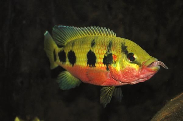 Hemichromis frempongi Hemichromis frempongi MonsterFishKeeperscom