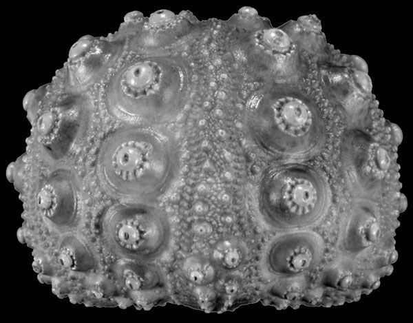 Hemicidaris Hemicidaris crenularis echinoblog