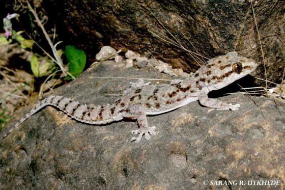 Hemidactylus brookii hemidactylus brookii Gallery