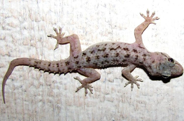 Hemidactylus brookii Brook39s House Gecko Hemidactylus brookii iNaturalistorg