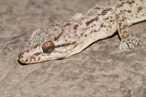 Hemidactylus brookii CalPhotos Hemidactylus brookii Brook39s House Gecko