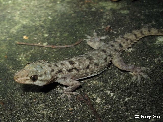 Hemidactylus brookii wwwbioschhkuhkecologyhkreptileslizardimages