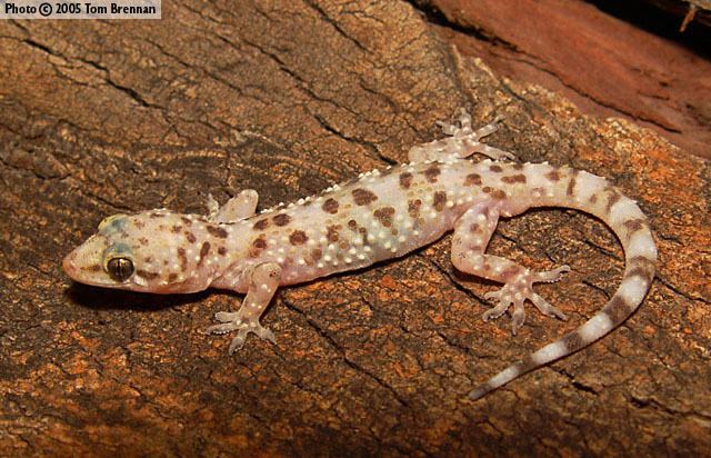 Hemidactylus Mediterranean Gecko Hemidactylus turcicus Reptiles of Arizona