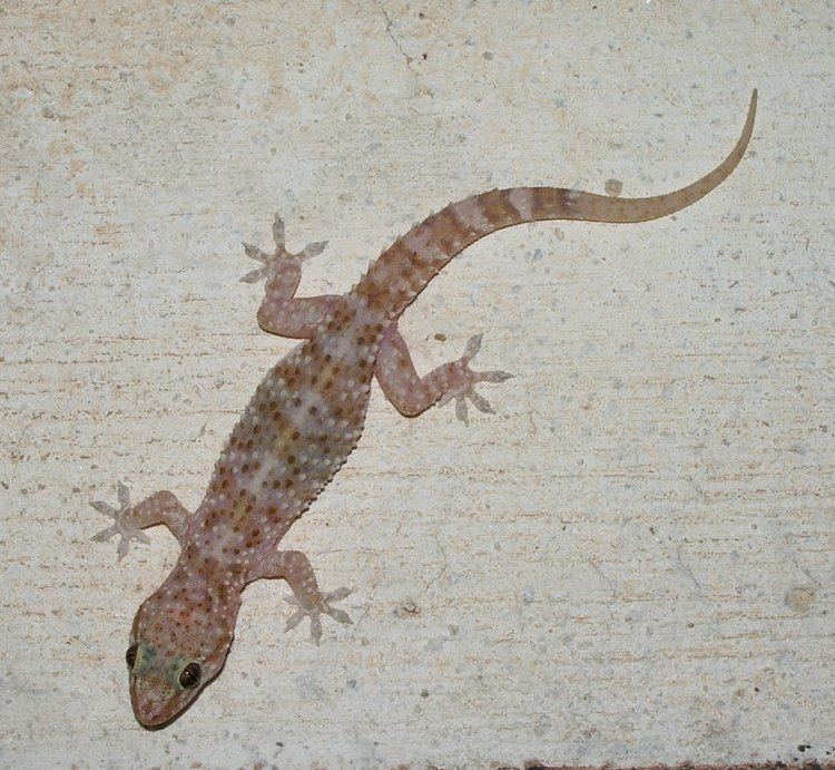 Hemidactylus FileHemidactylus turcicus on a wall in Greecejpg Wikimedia Commons