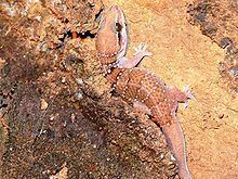 Hemidactylus triedrus httpsuploadwikimediaorgwikipediacommonsthu
