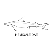 Hemigaleidae fishesofaustralianetauimagesfamilyhemigaleida