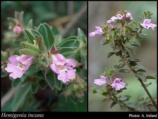 Hemigenia Hemigenia incana Lindl Benth FloraBase Flora of Western Australia