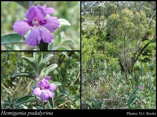 Hemigenia Hemigenia podalyrina FMuell FloraBase Flora of Western Australia