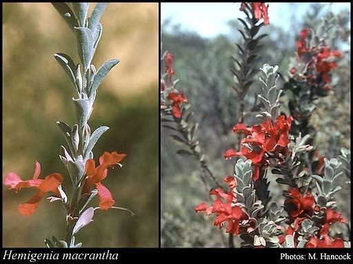 Hemigenia Hemigenia macrantha FMuell FloraBase Flora of Western Australia