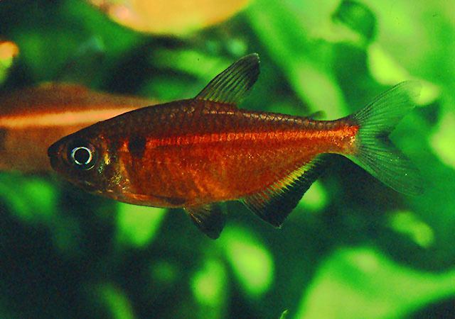 Hemigrammus Fish Identification