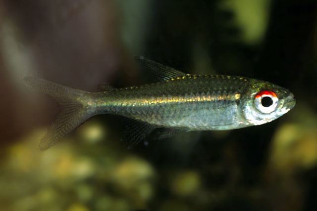 Hemigrammus Fish Identification