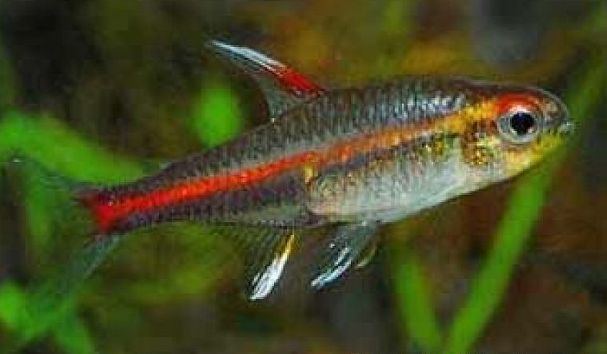 Hemigrammus erythrozonus - Wikipedia