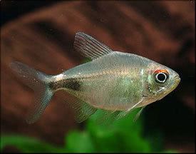 Hemigrammus pulcher Hemigrammus pulcher Pretty Tetra Tropical Fish Diszhalinfo