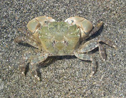 Hemigrapsus Hemigrapsus oregonensis