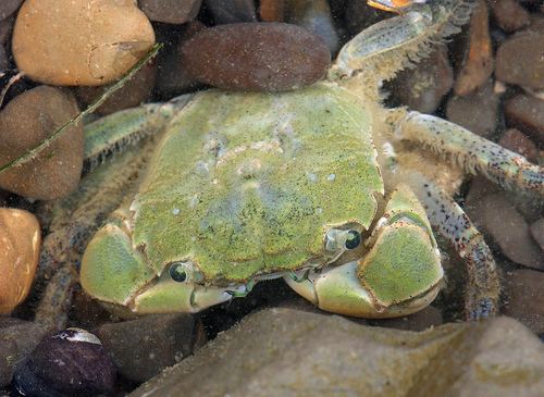 Hemigrapsus oregonensis CalPhotos Hemigrapsus oregonensis Green Shore Crab