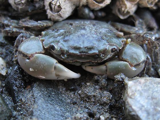 Hemigrapsus oregonensis Oregon Shore Crab Hemigrapsus oregonensis BugGuideNet