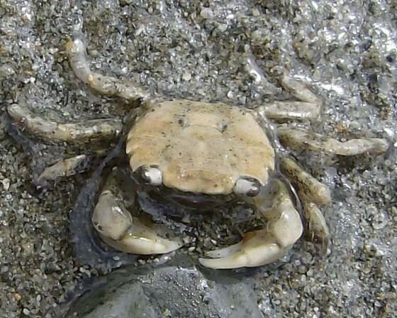 Hemigrapsus oregonensis Hemigrapsus oregonensis Oregon shore crab Brachynotus oregonensis