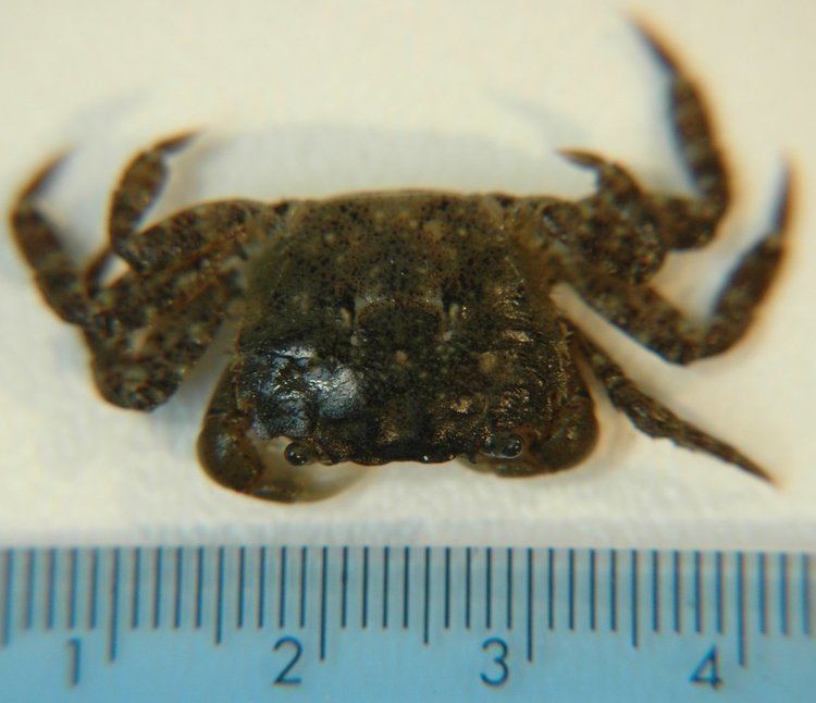 Hemigrapsus oregonensis Hemigrapsus oregonensis