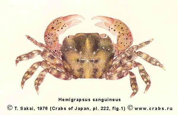 Hemigrapsus sanguineus Crabs of Russia crab Hemigrapsus sanguineus De Haan 1835