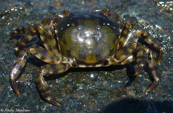 Hemigrapsus sanguineus Asian Shore Crab Hemigrapsus sanguineus BugGuideNet