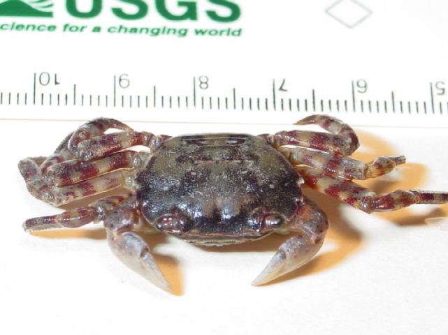 Hemigrapsus sanguineus Asian Shore Crab Hemigrapsus sanguineus