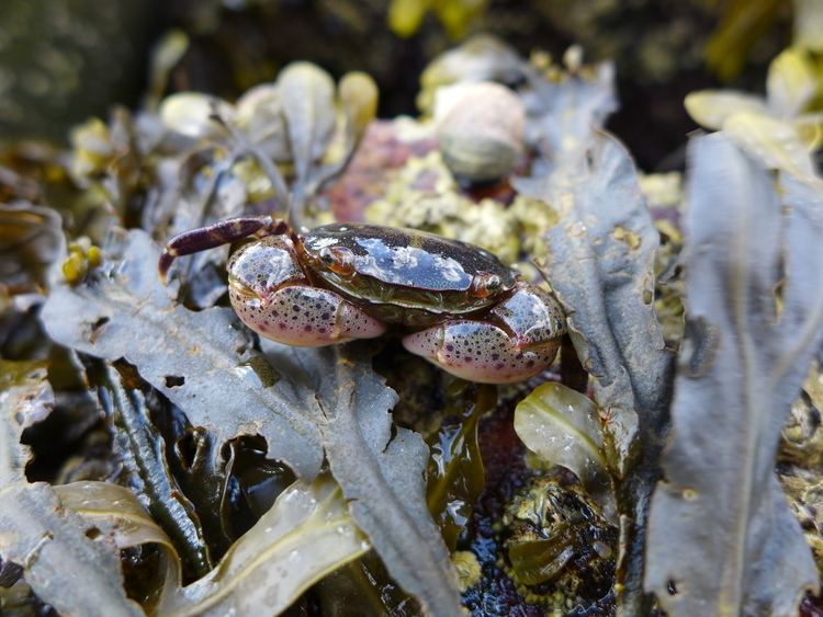 Hemigrapsus sanguineus Asian shore crab Hemigrapsus sanguineus Gloucester Massachusetts