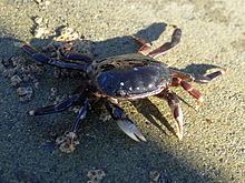 Hemigrapsus sexdentatus httpsuploadwikimediaorgwikipediacommonsthu