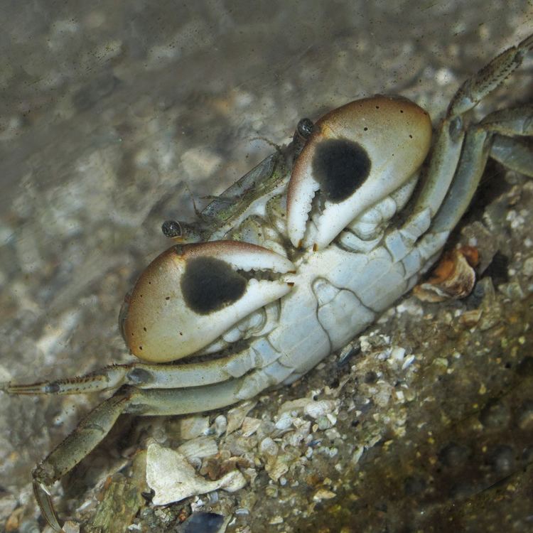 Hemigrapsus takanoi Schere PinselFelsenkrabbe Hemigrapsus takanoi Chela