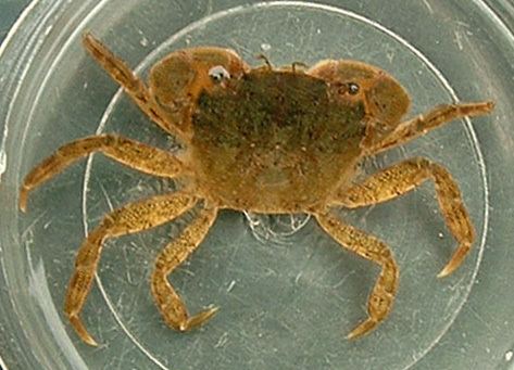 Hemigrapsus takanoi Invasive crabs Hemigrapsus takanoi conquers Europe