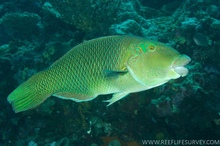 Hemigymnus melapterus Hemigymnus melapterus