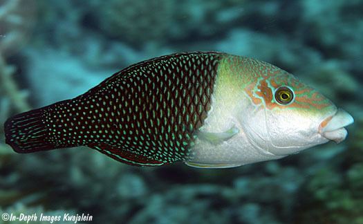 Hemigymnus melapterus Hemigymnus melapterus