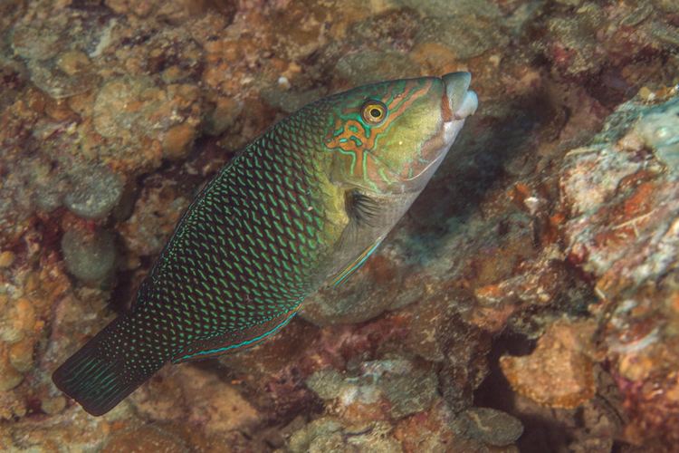 Hemigymnus melapterus Hemigymnus melapterus