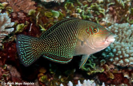 Hemigymnus melapterus Hemigymnus melapterus