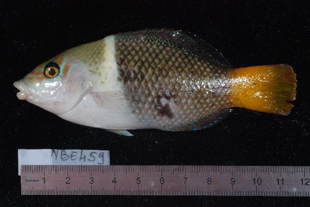 Hemigymnus melapterus httpsuploadwikimediaorgwikipediacommonsdd